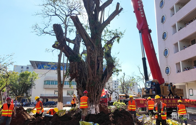 海口百余年古树被台风连根拔起 广州绿化工人紧急救援(图1)