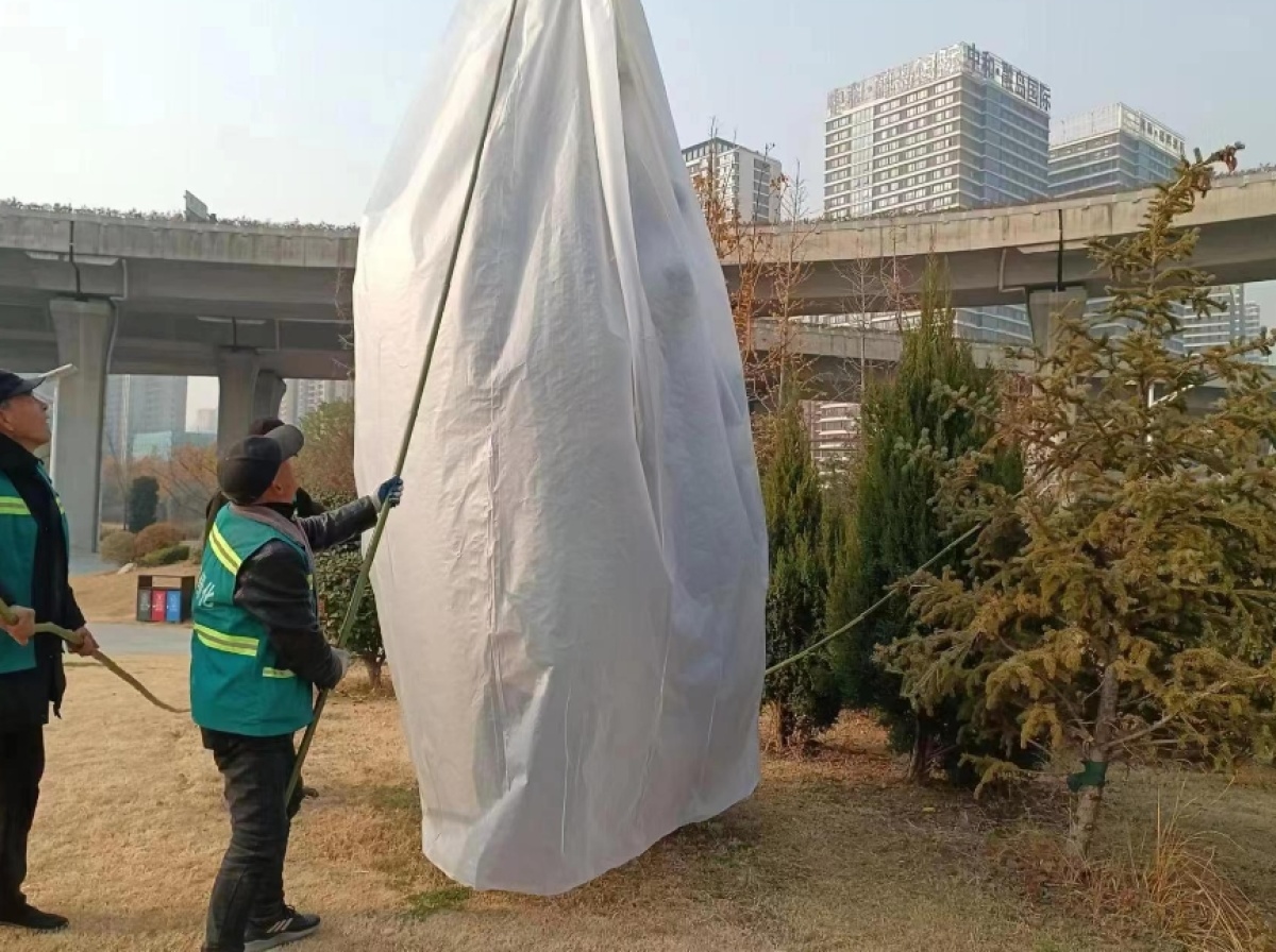 郑州金水区市政绿化所为园林绿化树穿上“冬衣”防寒保暖(图1)