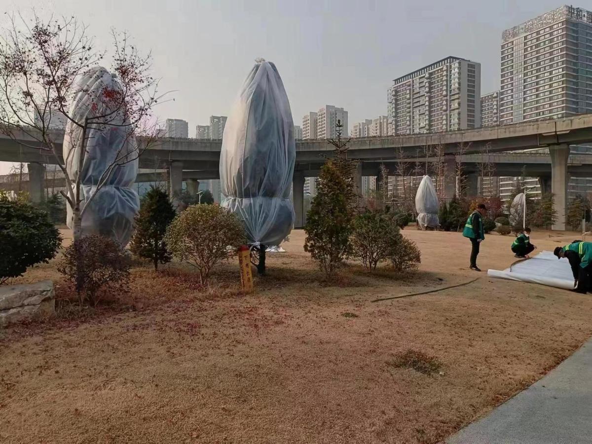 郑州金水区市政绿化所为园林绿化树穿上“冬衣”防寒保暖(图2)