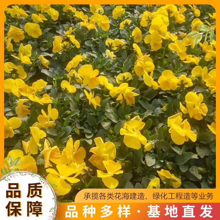 精选推荐!杜鹃苗木供应春暖花开绿化苗木(2023更新成功)(今日展示)(图2)