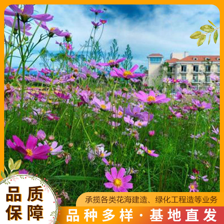 精选推荐!杜鹃苗木供应春暖花开绿化苗木(2023更新成功)(今日展示)(图1)