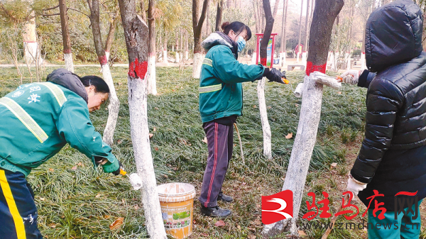 园林绿化养护好 苗木穿上“保暖衣”(图1)