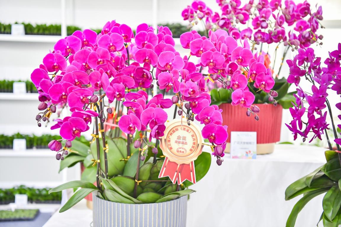 第三届广州国际（流溪）花卉博览会在广州从化开幕(图2)