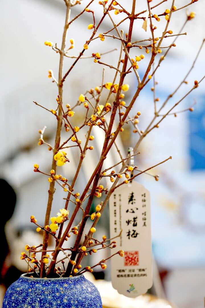 北京首届家庭园艺嘉年华之蜡梅文化主题宣传月活动启动(图1)