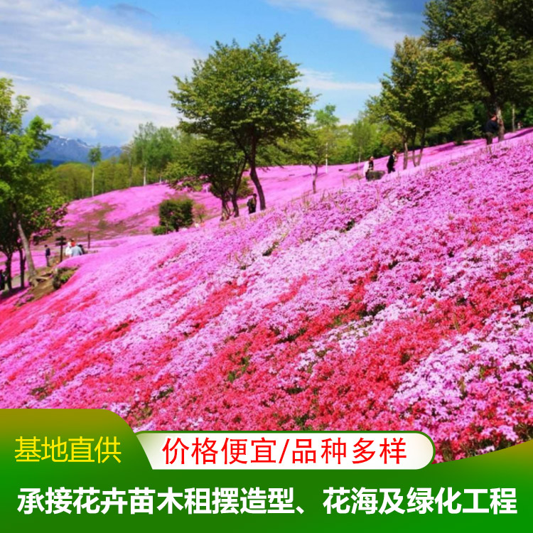 市政绿化用苗(2023已更新)(今日展示)(图1)