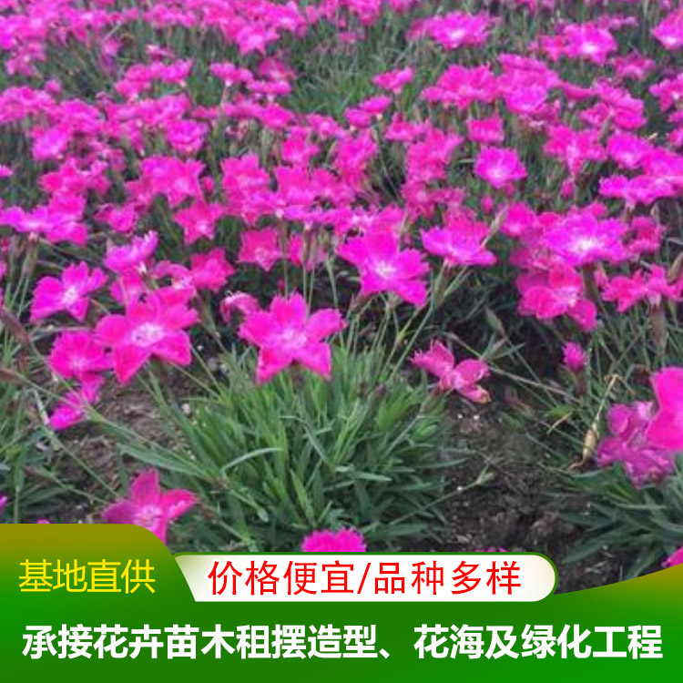 市政绿化用苗(2023已更新)(今日展示)(图2)