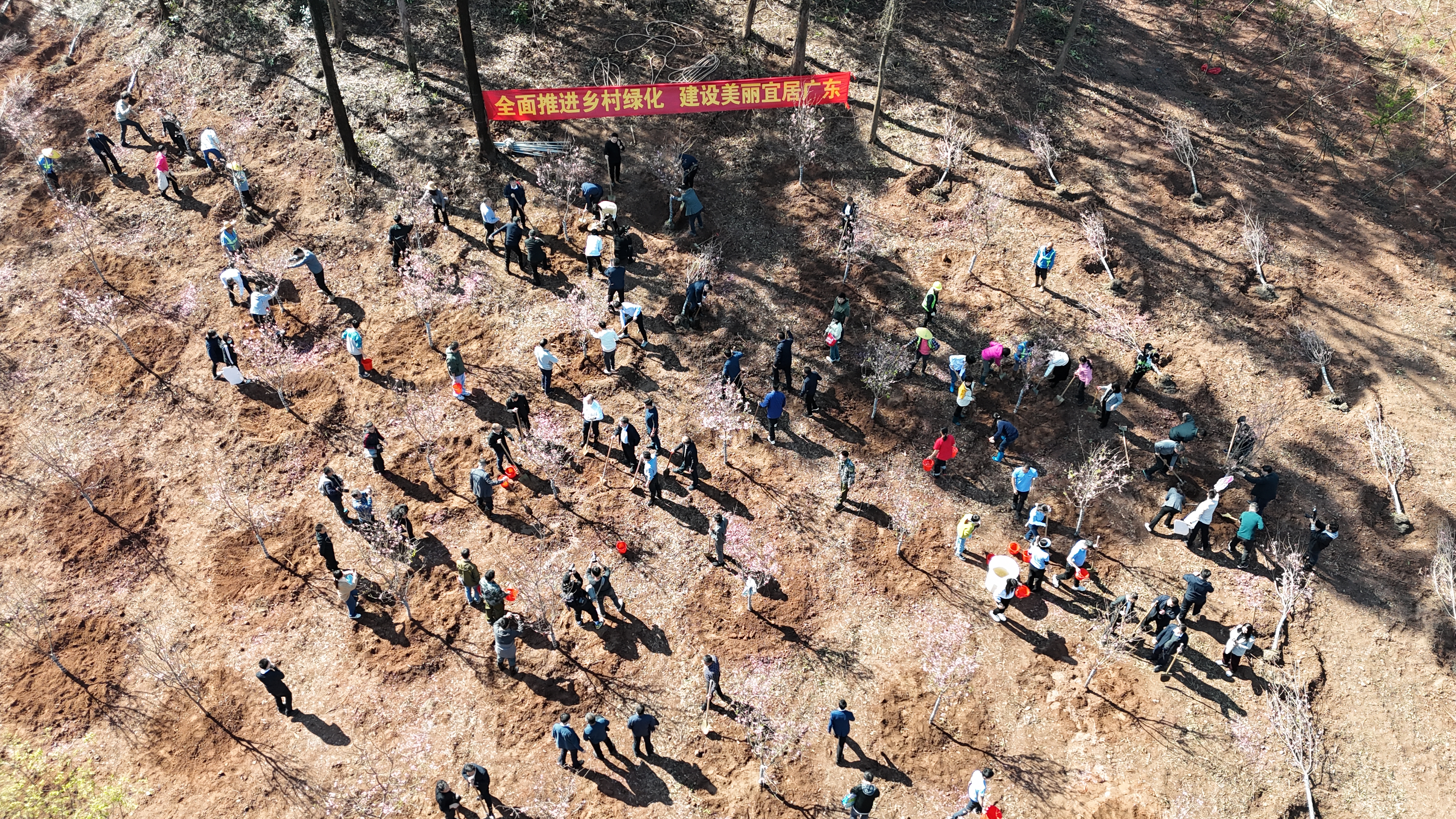 义务植树465场、73万余株！广州第46个植树节再添新绿(图2)