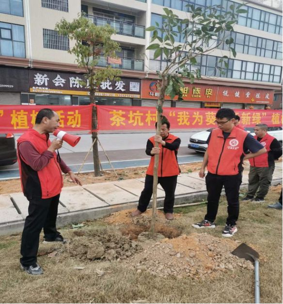 新会区以“三个坚持”落实苗木管护 全力做好大规模植树造林后半篇文章(图4)