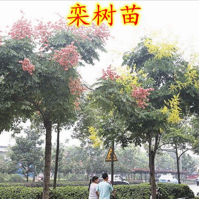 栾树花开的时光——探索栾树的魅力与未来(图7)