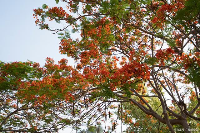 栾树花开的时光——探索栾树的魅力与未来(图1)
