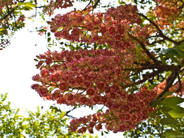栾树花开的时光——探索栾树的魅力与未来(图4)