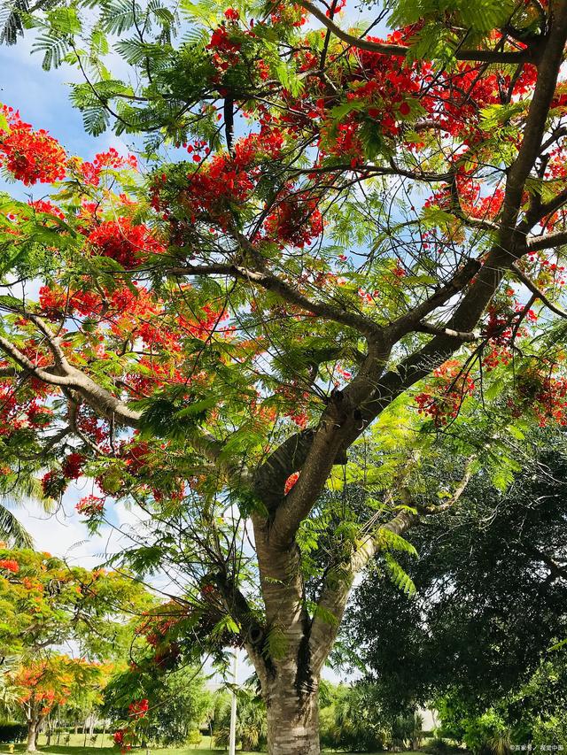 栾树花开的时光——探索栾树的魅力与未来(图5)
