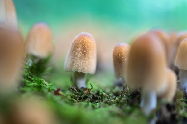 园林绿化对联(庭院绿化寓意吉祥的植物)(图3)