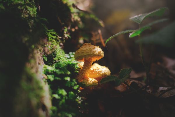 园林绿化行业现状(园林绿化行业现状)(图2)
