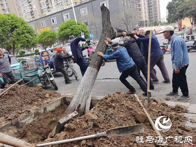 驻马店市园林绿化处开展死树枯枝集中清理行动(图1)
