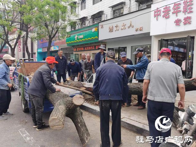 驻马店市园林绿化处开展死树枯枝集中清理行动(图2)