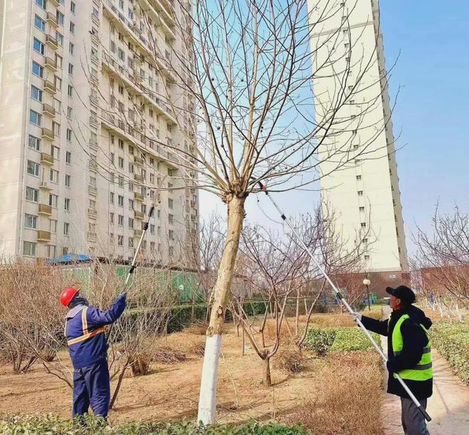 优化营商环境丨海港区园林绿化中心：贡献绿色力量 优化营商环境(图2)