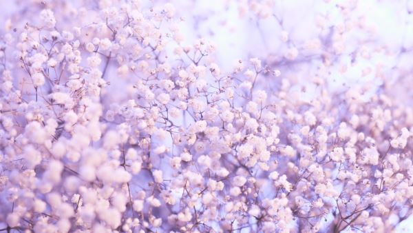 园林绿化简介(城市园林绿化特点分析)(图3)