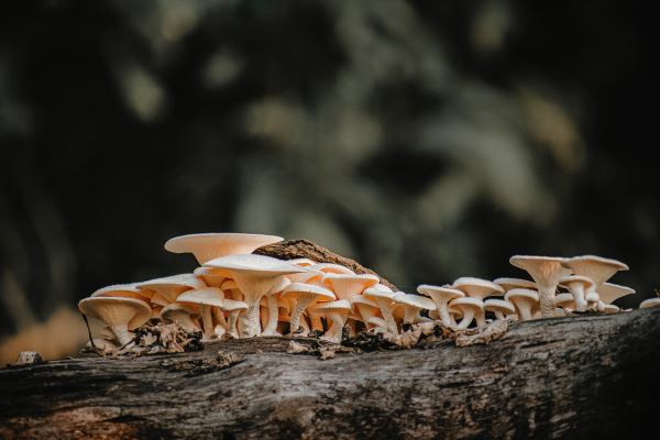 探索绿化(城市园林绿化发展的原则和思路)(图3)