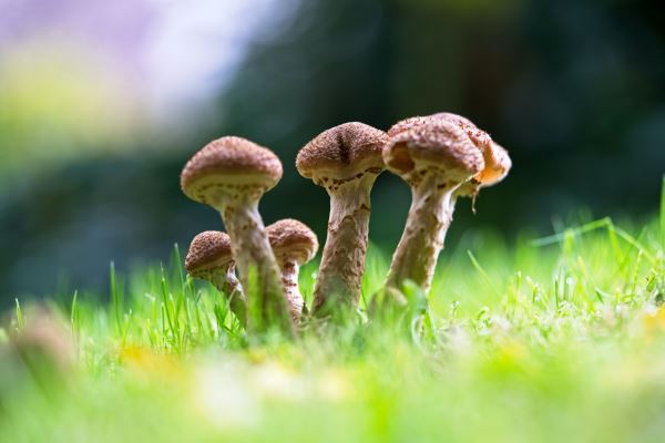 最好的绿化(中国绿化做的最好的城市有哪几个)(图3)
