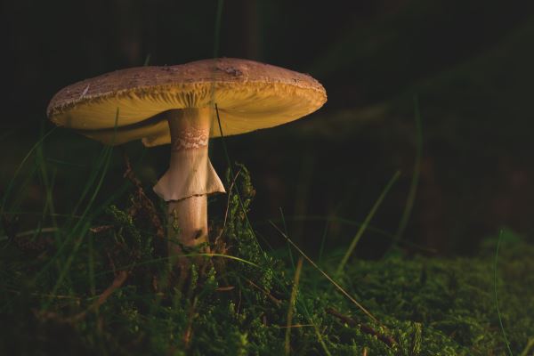 绿化的趋势(园林专业的发展前景怎么样)(图2)