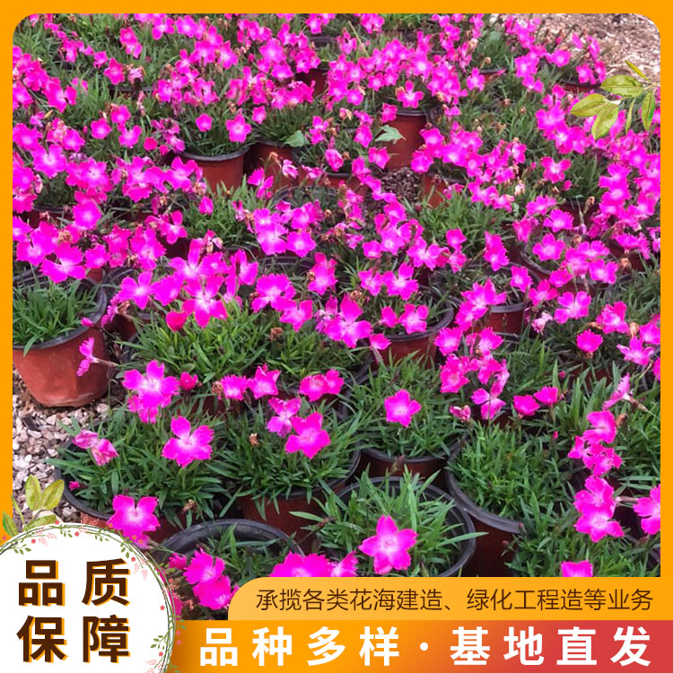 绿化工程苗木供应(2023已更新)(今日推荐)(图1)