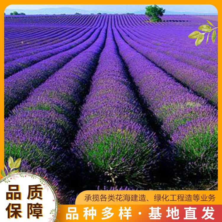 绿化工程苗木供应(2023已更新)(今日推荐)(图2)